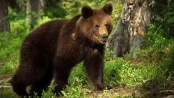 В селе Стародубском охотоведы отстрелили молодого медведя, представлявшего угрозу для людей