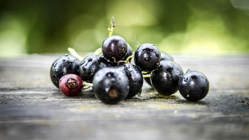 Ягода с «подводными камнями»: кому точно нельзя есть черную смородину   