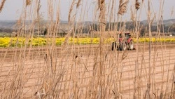 День работника сельского хозяйства 2024: история и традиции праздника 