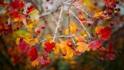 Сильный ветер и минусовые температуры: прогноз погоды в Сахалинской области на 17 октября