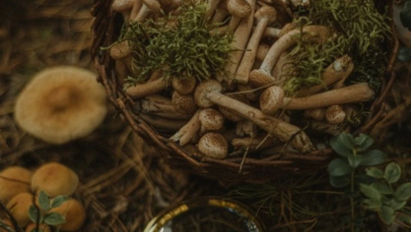 Народные приметы на 7 сентября 2024: что можно и нельзя делать в день Тита Листопадника