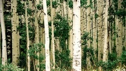 Народные приметы на 11 апреля 2025: традиции, поверья, что нельзя делать в Берещенье 