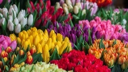 Международный женский день 8 Марта: история и традиции праздника   