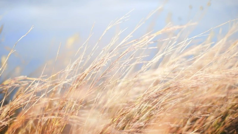 Сильный ветер и до +25 градусов: прогноз погоды в Сахалинской области на 12 сентября 