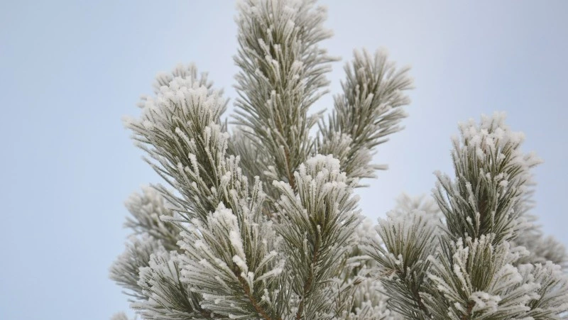 Народные приметы и поверья на 18 декабря 2024 года — что нельзя делать в Саввин день 