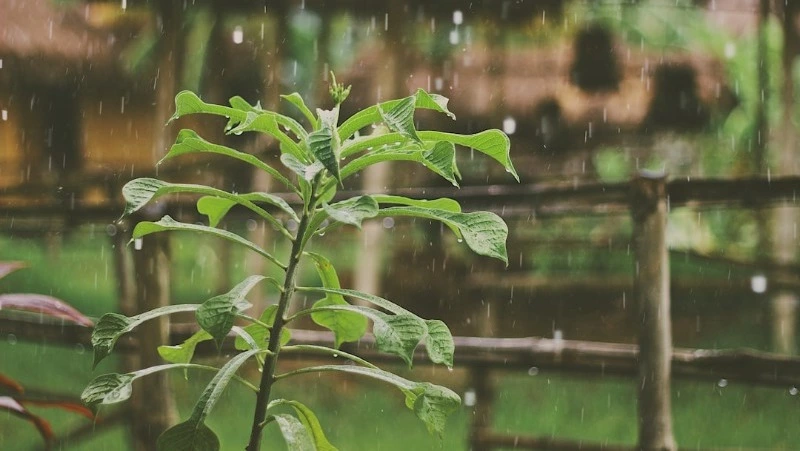 Циклон принесет дожди и порывистый ветер в Сахалинскую область на предстоящей неделе 