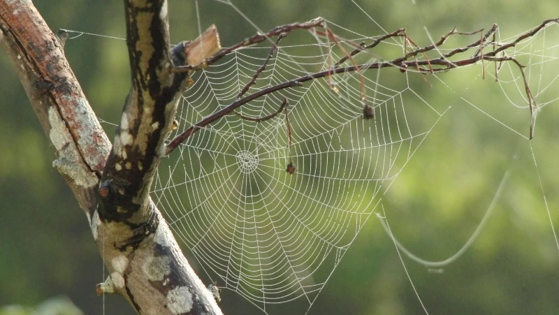 Народные приметы на 18 сентября 2024: что можно и нельзя делать в Кумохин день