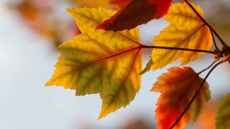 Народные приметы и поверья на 17 октября 2024 — что нельзя делать в Ерофеев день 