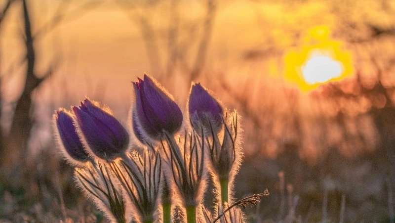 Народный календарь на май 2025 года: праздники, приметы 