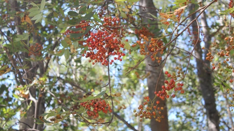 Народные приметы на 9 сентября 2024: что можно и нельзя делать в Пименов день