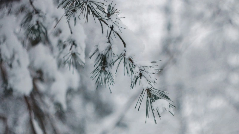 Народные приметы и поверья на 22 февраля 2025 года — что нельзя делать в Лаптев день 