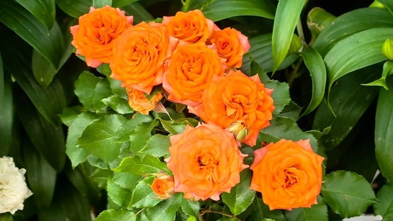 Ливни, гроза и духота: прогноз погоды в Сахалинской области на неделю 