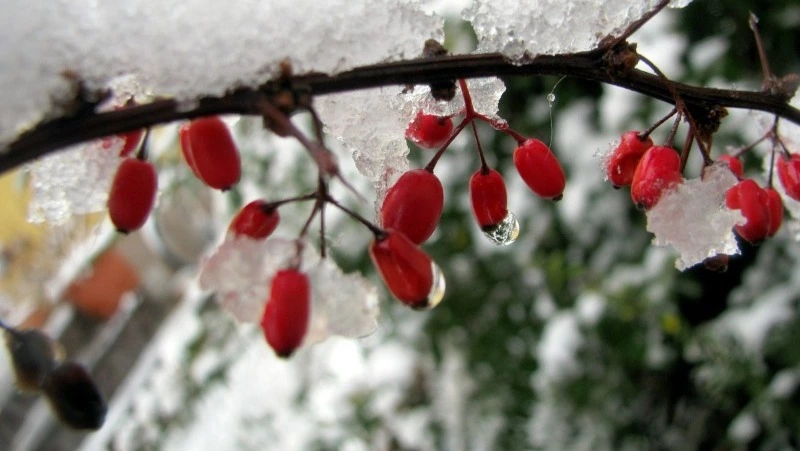 Народные приметы на 12 апреля 2025: традиции, что нельзя делать в день Ивана Лествичника