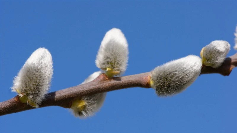 Народные приметы на 8 апреля 2025: традиции, что нельзя делать в день Гавриила Благовеста