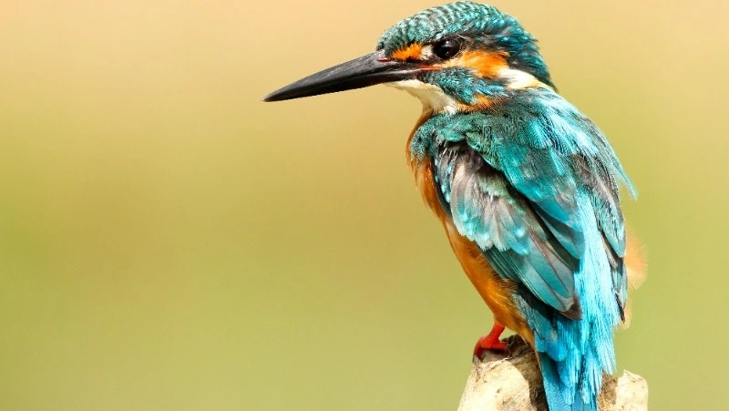 Международный день птиц 2025: история и традиции праздника, факты 