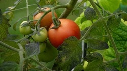 Когда сажать помидоры на рассаду в 2025: определяем по лунному календарю 