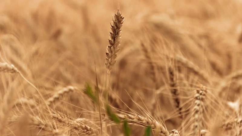 Пахом Теплый 2025: народные приметы, что нельзя делать 28 мая