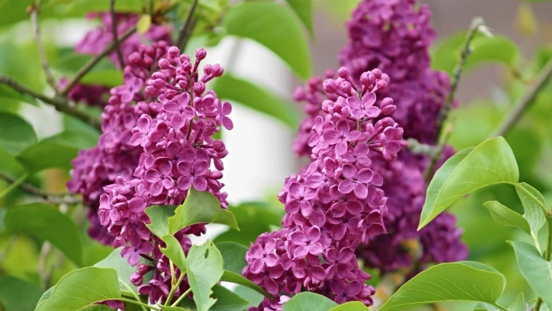 Народные приметы на 17 июня 2024 — Митрофан Навозник: традиции, что нельзя делать  