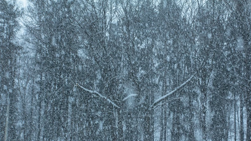 Метель и сильный ветер будут бушевать в ряде районов Сахалинской области 28 декабря         