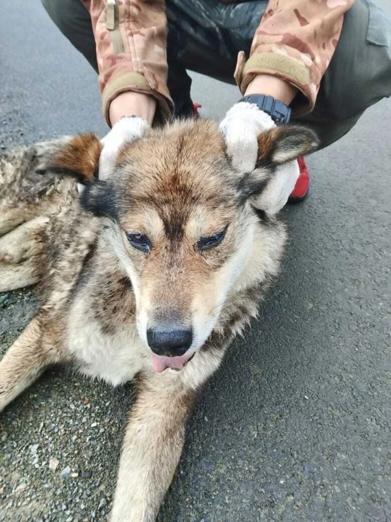 Законопроект, призванный сократить количество бродячих собак на Сахалине, примут до конца года