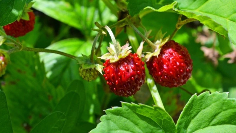 Церковный праздник 24 июня 2025: что нельзя делать в день Варнавы, народные приметы  