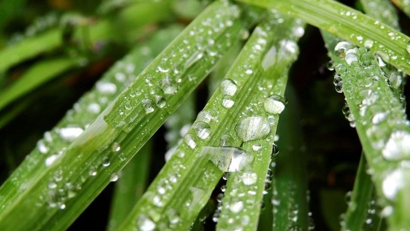 Синоптики вновь пообещали дожди — погода на Сахалине и Курилах 25 июля 