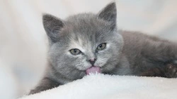 Всемирный день защиты животных 2024: история и традиции праздника 