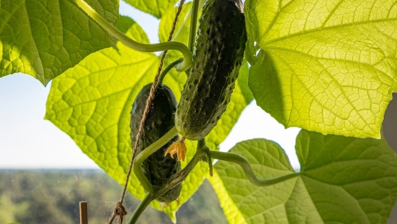 5 июня 2025 — Левон Огуречник: что нельзя делать, народные приметы