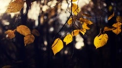 Прохладно, местами дожди: прогноз погоды в Сахалинской области на 18 октября 