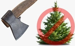 Незаконная рубка елей может привести к плачевным последствиям