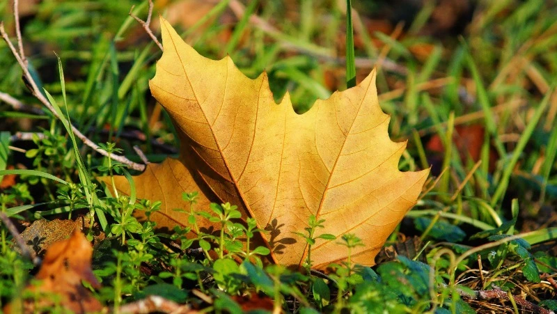 Синоптики рассказали, какая погода будет в Сахалинской области 9 октября  