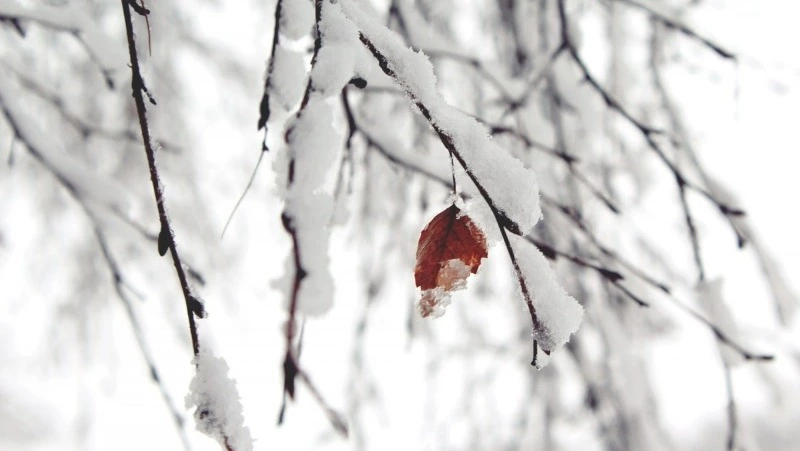 Народные приметы на 15 марта 2025 года — что нельзя делать в день Федота Ветроноса  