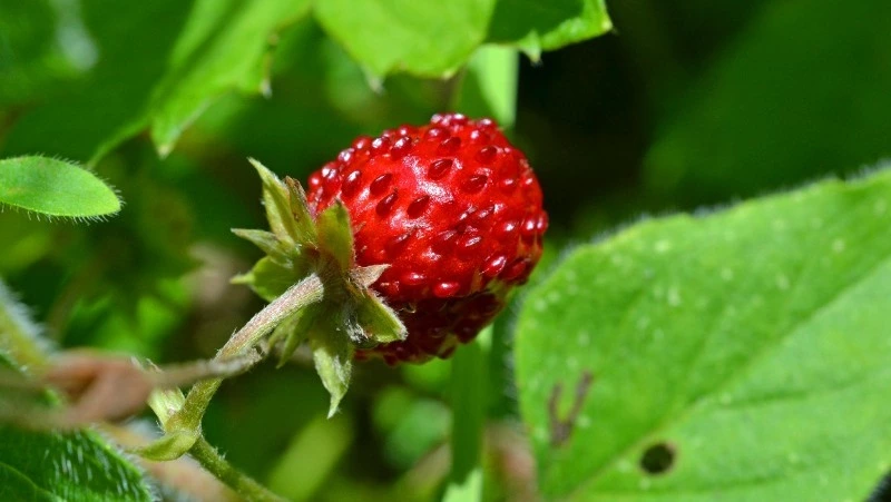 Давид Земляничник: народные приметы, традиции, что можно и нельзя делать 9 июля 2024 года