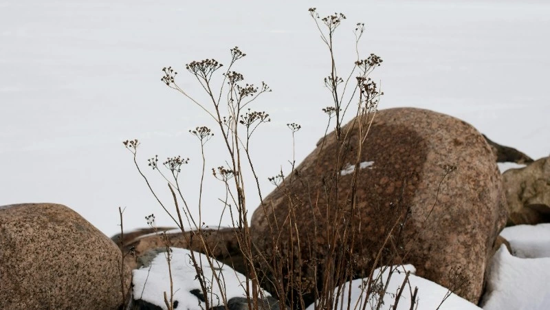 Резкие скачки температуры и усиление ветра пообещали синоптики в Сахалинской области 12 февраля