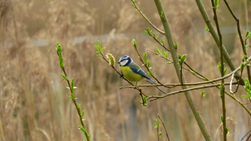 Народные приметы на 9 апреля 2025 года: что можно и нельзя делать в день Матрены Настовицы