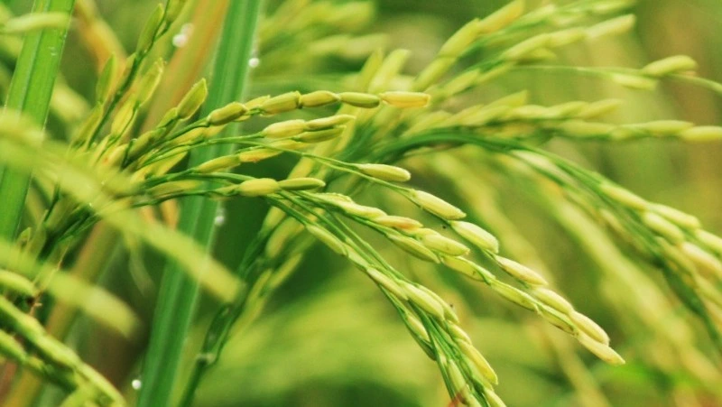 Народные приметы на 31 июля 2024 года: традиции, что можно и нельзя делать в этот день 