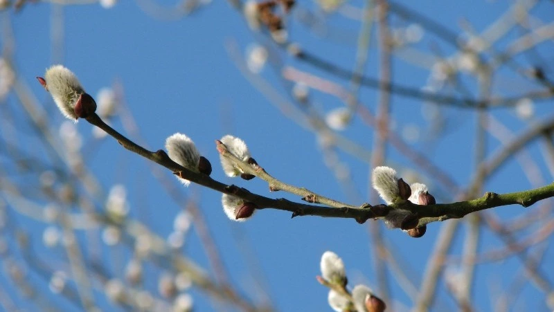 Народные приметы на 12 апреля 2024 года: что нельзя делать  