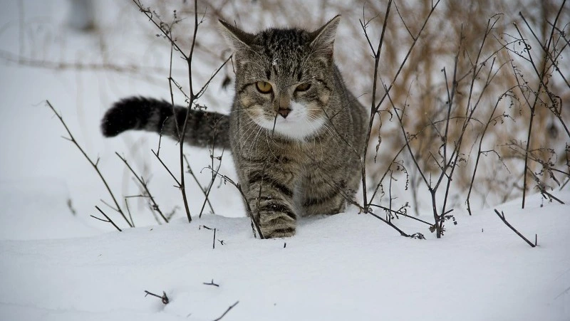 Народные приметы на 14 февраля 2025 года: признавайтесь в любви и кормите кошек 