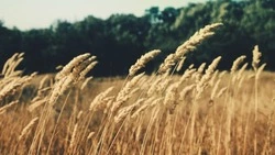 Народные приметы на 27 августа 2024: что можно и нельзя делать в Михеев день