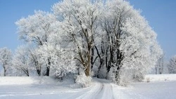 Долгожданный снег накроет часть Сахалина: прогноз погоды на неделю с 21 по 27 декабря 