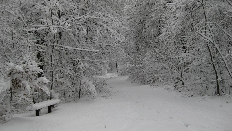 Погода на Сахалине и Курилах 30 января: очень много снега и порывистый ветер  