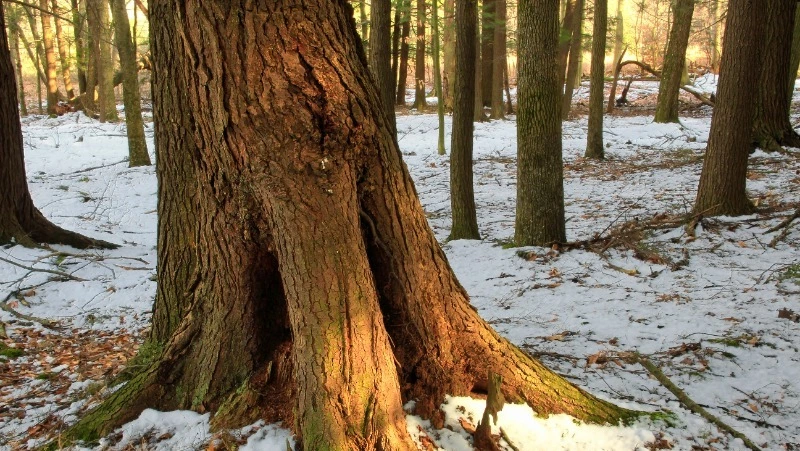 Метель и до -13 градусов ночью: погода в Сахалинской области 12 ноября  