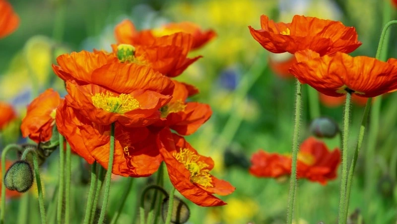 Маков день: народные приметы, традиции, что нельзя делать 16 июля 2024 года