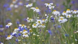 Народные приметы и поверья на 20 июня 2025 года: что нельзя делать в Федотов день 