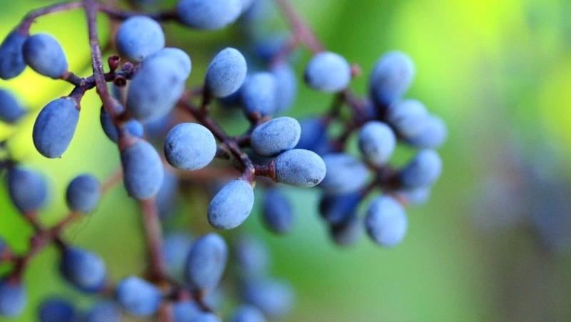 Народные приметы на 25 августа 2024: что можно и нельзя делать в день Фотия Поветенного