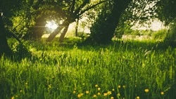 Народные приметы на 26 августа 2024 года: традиции и приметы в день Тихона Страстного