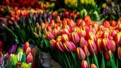 Цветы на 8 марта — от классики до экзотики: что дарить, чтобы угодить? 