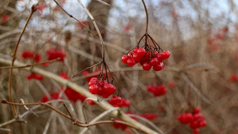Народные приметы на 6 ноября 2024: традиции, поверья, что нельзя делать в Афанасьев день