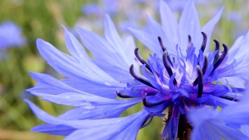 Народные приметы на 4 июня 2025: традиции, поверья, что нельзя делать в Василисков день 