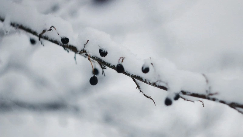 Народные приметы на 8 февраля 2025: традиции, поверья, что нельзя делать в Федоров день 